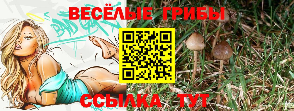 Галлюциногенные грибы Psilocybine cubensis Кунгур